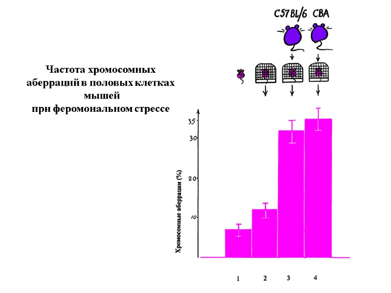 Частота хромосомных  аберраций в половых клетках  мышей  при феромональном стрессе
